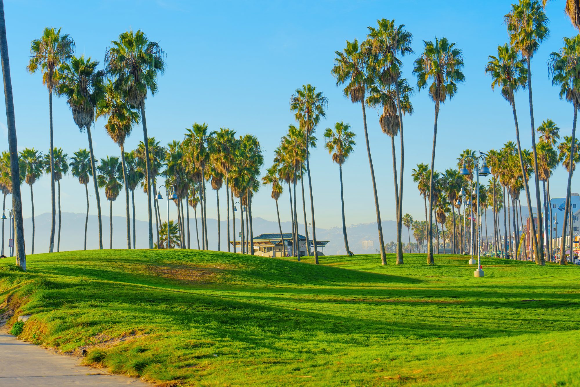 Venice Beach palm trees